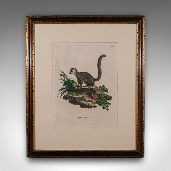 Pair of Antique Animal Portraits, French, Framed Pictures, Natural Art, Georgian