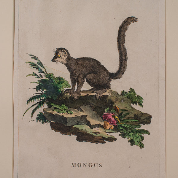 Pair of Antique Animal Portraits, French, Framed Pictures, Natural Art, Georgian