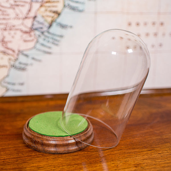 Small Antique Display Dome, English, Glass, Specimen Showcase, Edwardian, C.1910