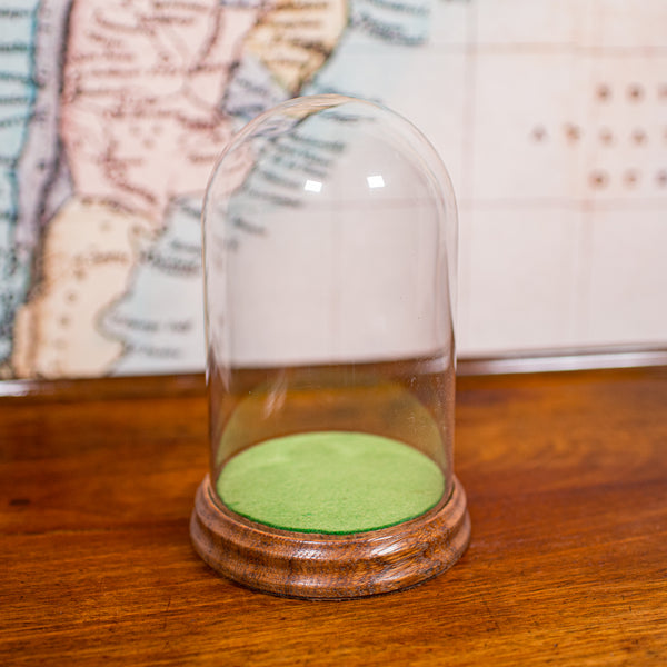 Small Antique Display Dome, English, Glass, Specimen Showcase, Edwardian, C.1910