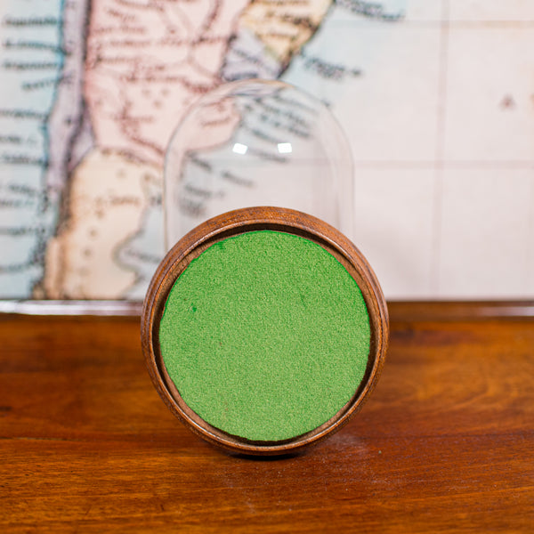 Small Antique Display Dome, English, Glass, Specimen Showcase, Edwardian, C.1910