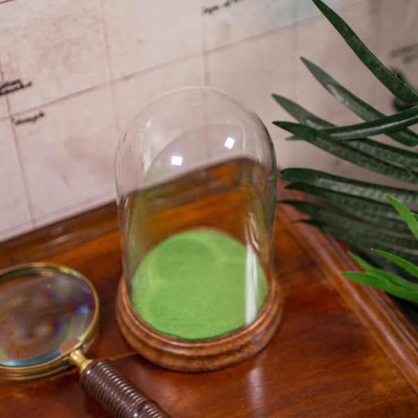 Small Antique Display Dome, English, Glass, Specimen Showcase, Edwardian, C.1910