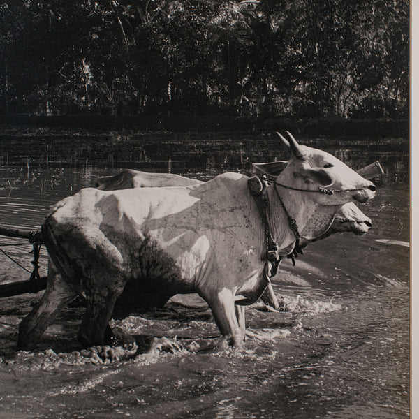 Vintage Photograph, Rural Indonesia, Oriental, Monochrome, Java, Mid Century