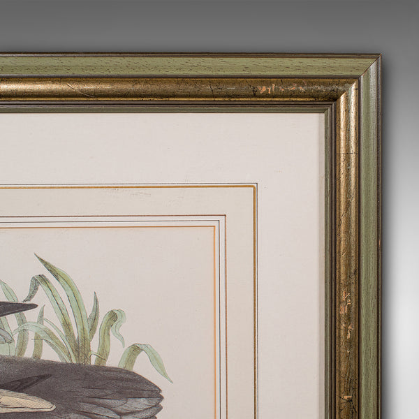 Pair of Antique Duck Pictures, Framed Wildlife Art Prints, Lithograph, Victorian