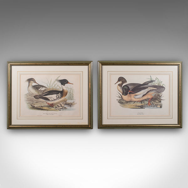 Pair of Antique Duck Pictures, Framed Wildlife Art Prints, Lithograph, Victorian