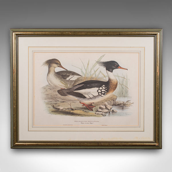 Pair of Antique Duck Pictures, Framed Wildlife Art Prints, Lithograph, Victorian