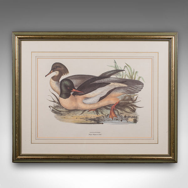 Pair of Antique Duck Pictures, Framed Wildlife Art Prints, Lithograph, Victorian