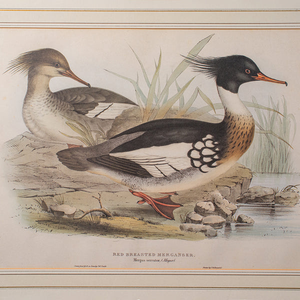 Pair of Antique Duck Pictures, Framed Wildlife Art Prints, Lithograph, Victorian