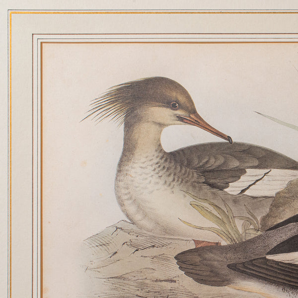 Pair of Antique Duck Pictures, Framed Wildlife Art Prints, Lithograph, Victorian
