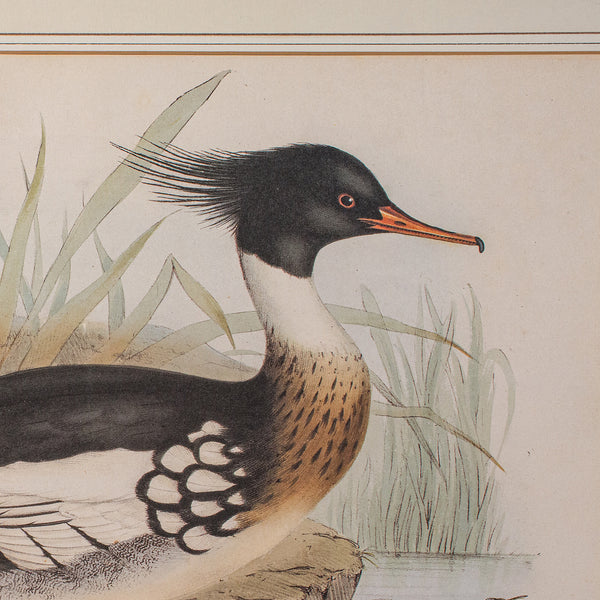 Pair of Antique Duck Pictures, Framed Wildlife Art Prints, Lithograph, Victorian