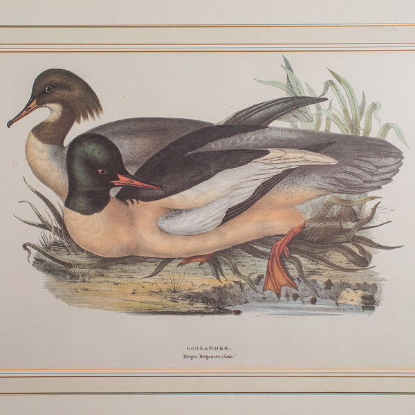 Pair of Antique Duck Pictures, Framed Wildlife Art Prints, Lithograph, Victorian