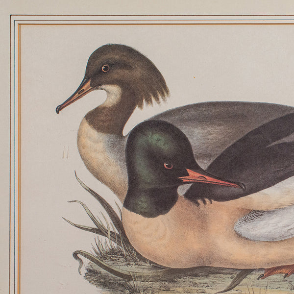 Pair of Antique Duck Pictures, Framed Wildlife Art Prints, Lithograph, Victorian