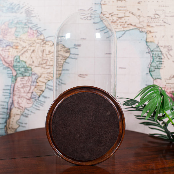 Antique Victorian Display Dome, English, Glass, Taxidermy Showcase, Collectors