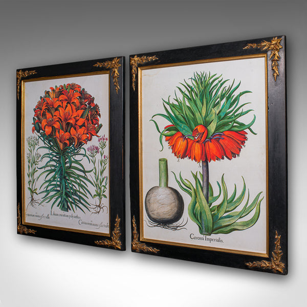 Pair of Vintage Botanical Pictures, Framed Print, After Besler, Art, Circa 1980