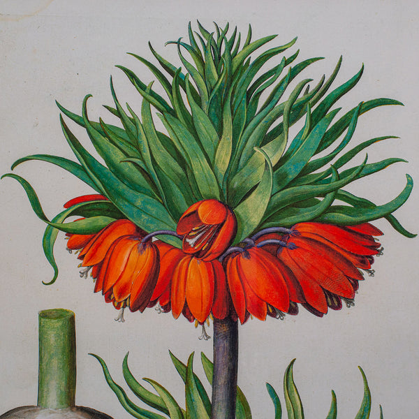 Pair of Vintage Botanical Pictures, Framed Print, After Besler, Art, Circa 1980