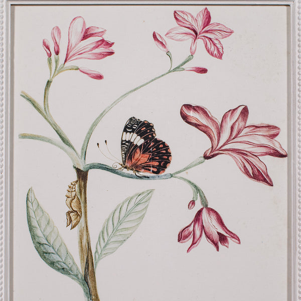 4 Vintage Botanical Pictures, Framed Print, Plant Illustrations, Natural Art - London Fine Antiques