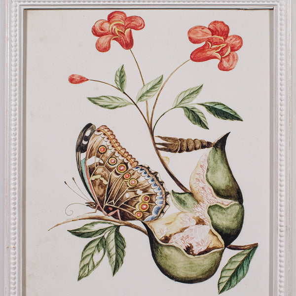 4 Vintage Botanical Pictures, Framed Print, Plant Illustrations, Natural Art - London Fine Antiques