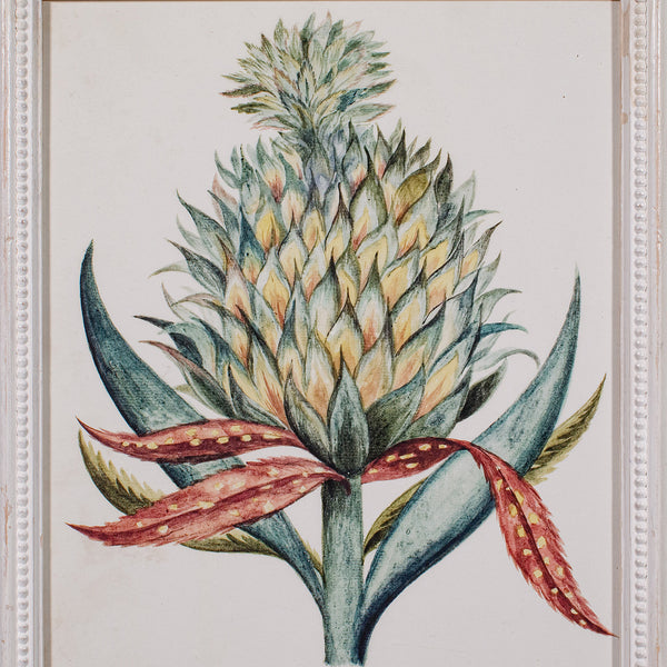 4 Vintage Botanical Pictures, Framed Print, Plant Illustrations, Natural Art - London Fine Antiques