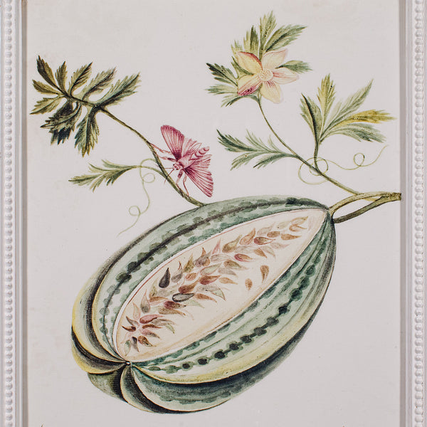 4 Vintage Botanical Pictures, Framed Print, Plant Illustrations, Natural Art - London Fine Antiques