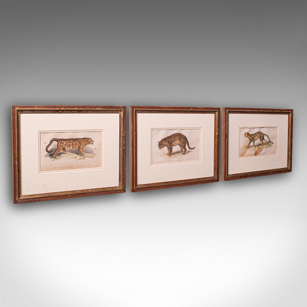 3 Antique Big Cat Illustrations, English, Framed Art, Wildlife Study, William IV