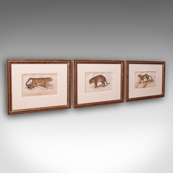 3 Antique Big Cat Illustrations, English, Framed Art, Wildlife Study, William IV