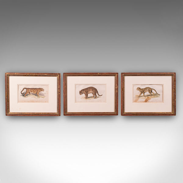 3 Antique Big Cat Illustrations, English, Framed Art, Wildlife Study, William IV