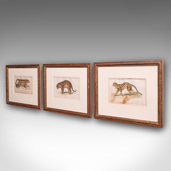 3 Antique Big Cat Illustrations, English, Framed Art, Wildlife Study, William IV