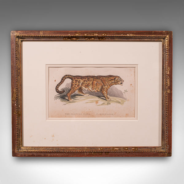 3 Antique Big Cat Illustrations, English, Framed Art, Wildlife Study, William IV