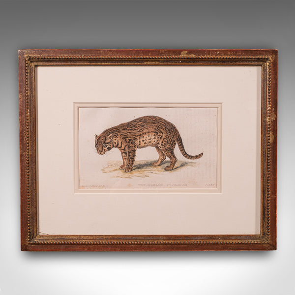 3 Antique Big Cat Illustrations, English, Framed Art, Wildlife Study, William IV