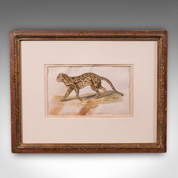 3 Antique Big Cat Illustrations, English, Framed Art, Wildlife Study, William IV