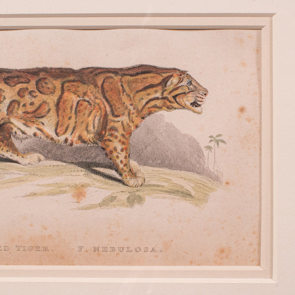 3 Antique Big Cat Illustrations, English, Framed Art, Wildlife Study, William IV