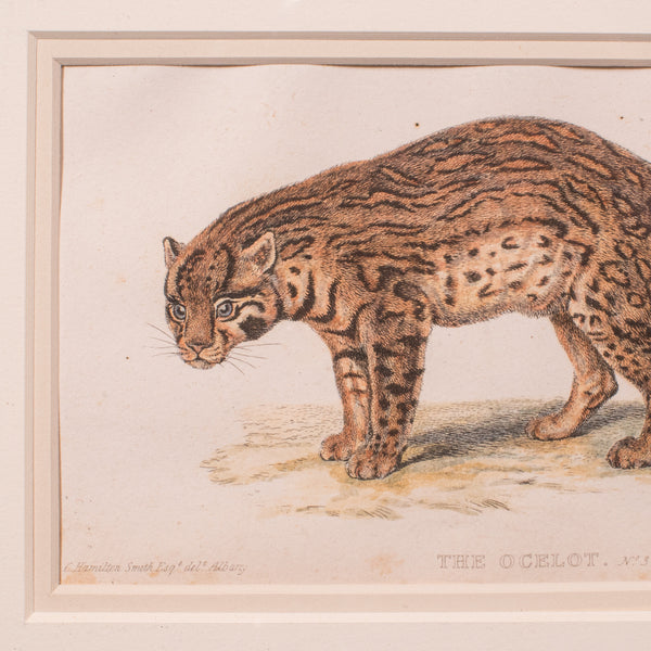3 Antique Big Cat Illustrations, English, Framed Art, Wildlife Study, William IV