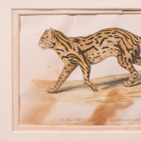 3 Antique Big Cat Illustrations, English, Framed Art, Wildlife Study, William IV