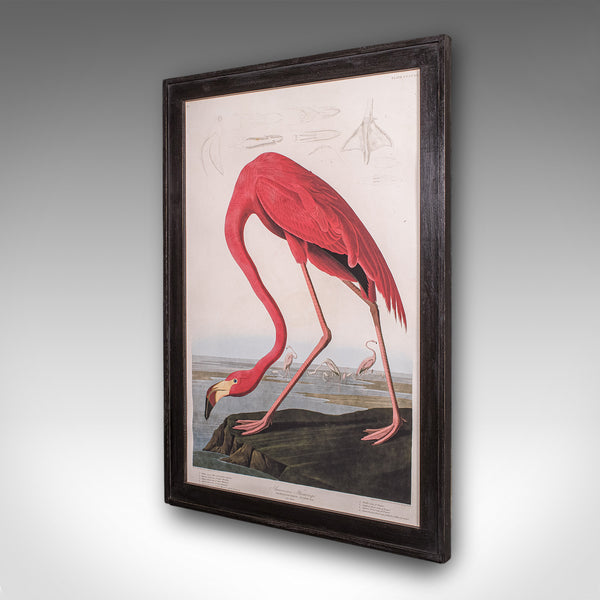 Large Vintage Flamingo Picture, English, Framed Print, JJ Audubon, Wildlife Art