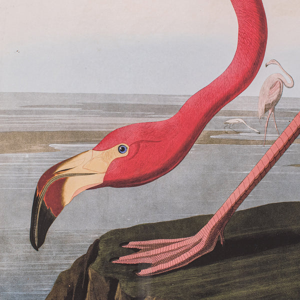 Large Vintage Flamingo Picture, English, Framed Print, JJ Audubon, Wildlife Art