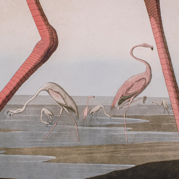 Large Vintage Flamingo Picture, English, Framed Print, JJ Audubon, Wildlife Art