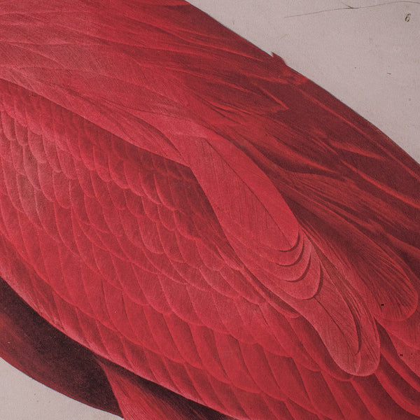 Large Vintage Flamingo Picture, English, Framed Print, JJ Audubon, Wildlife Art