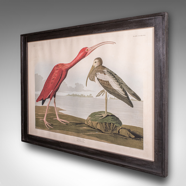 Vintage Scarlet Ibis Picture, English, Framed Print, JJ Audubon, Wildlife Art