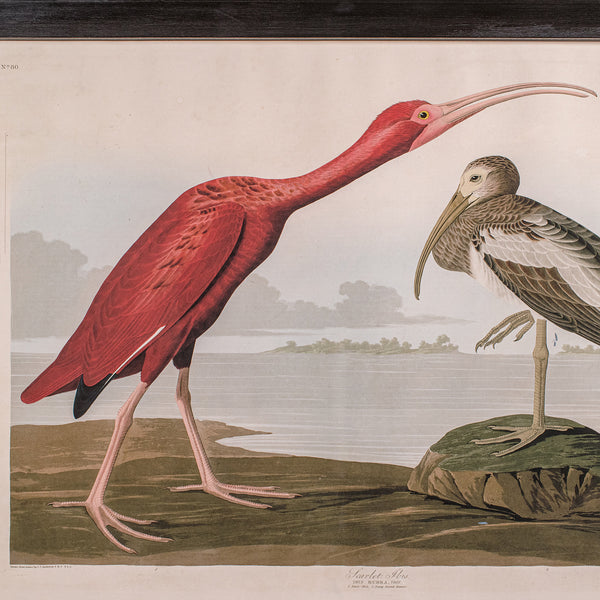 Vintage Scarlet Ibis Picture, English, Framed Print, JJ Audubon, Wildlife Art