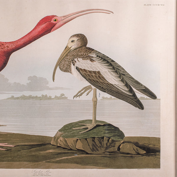 Vintage Scarlet Ibis Picture, English, Framed Print, JJ Audubon, Wildlife Art