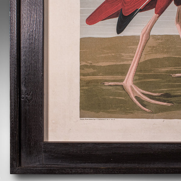 Vintage Scarlet Ibis Picture, English, Framed Print, JJ Audubon, Wildlife Art