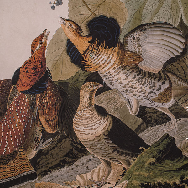 Vintage Ruffed Grouse Picture, English, Framed Print, JJ Audubon, Wildlife Art