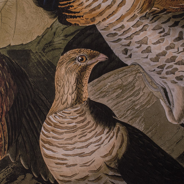 Vintage Ruffed Grouse Picture, English, Framed Print, JJ Audubon, Wildlife Art