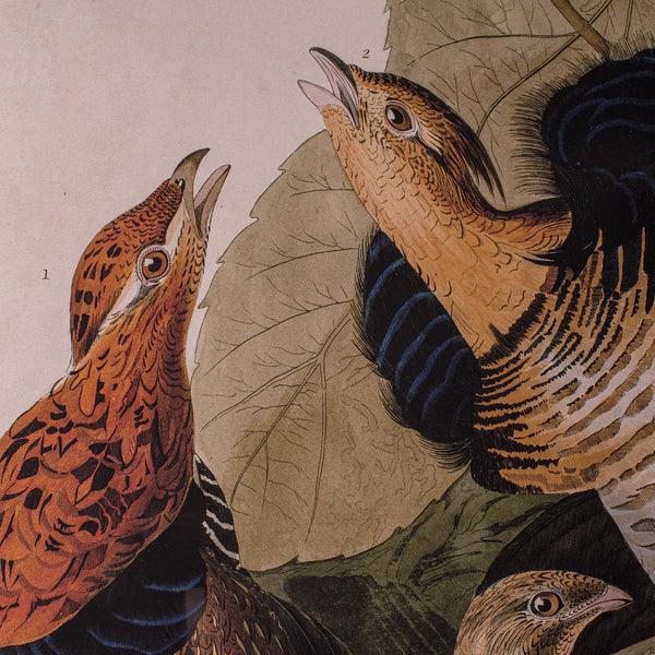 Vintage Ruffed Grouse Picture, English, Framed Print, JJ Audubon, Wildlife Art