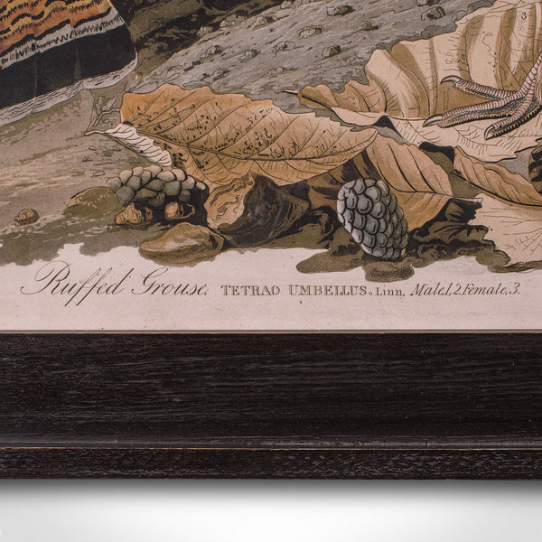 Vintage Ruffed Grouse Picture, English, Framed Print, JJ Audubon, Wildlife Art