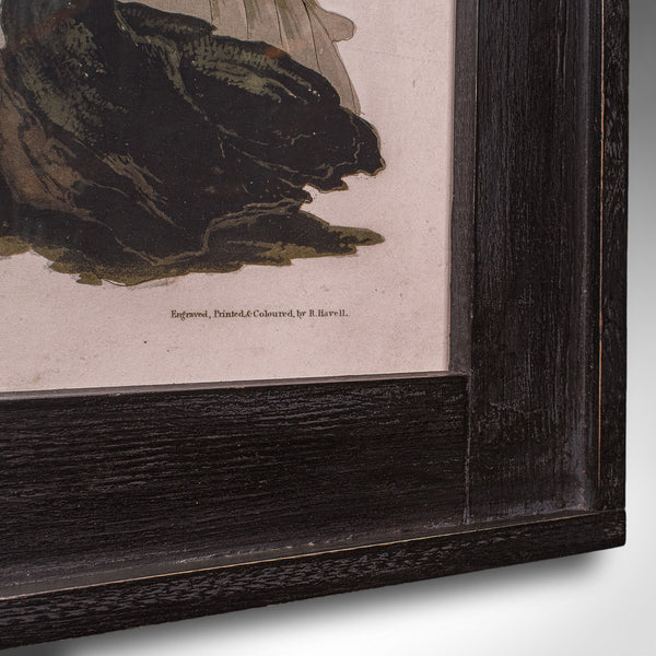 Vintage Ruffed Grouse Picture, English, Framed Print, JJ Audubon, Wildlife Art