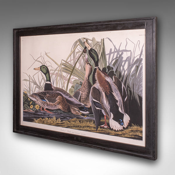 Vintage Mallard Duck Picture, English, Framed Print, JJ Audubon, Wildlife Art