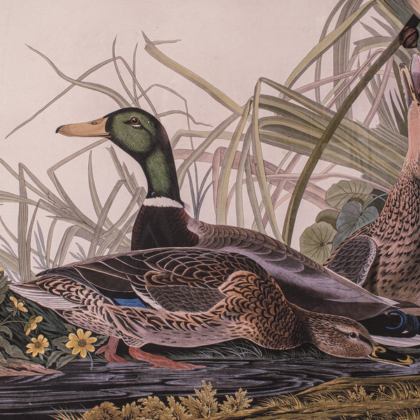 Vintage Mallard Duck Picture, English, Framed Print, JJ Audubon, Wildlife Art