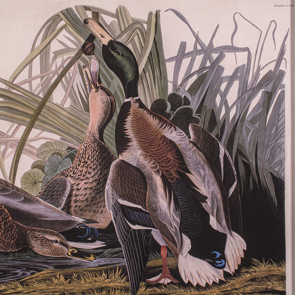 Vintage Mallard Duck Picture, English, Framed Print, JJ Audubon, Wildlife Art