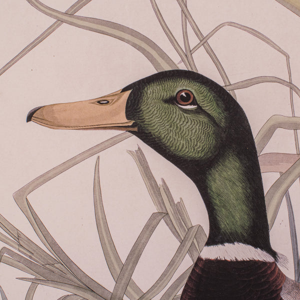 Vintage Mallard Duck Picture, English, Framed Print, JJ Audubon, Wildlife Art